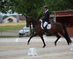 dressage horse Hope S 2 (Trakehner, 2017, from Schwarzgold)