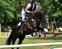 dressage horse Baritano (German Riding Pony, 2018, from Boogie Woogie)