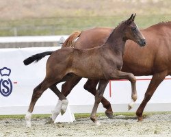 dressage horse Standing Ovation (Oldenburg, 2022, from San Amour I)