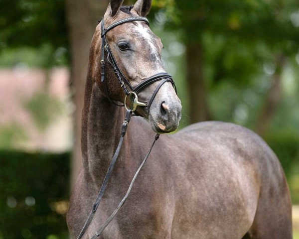 broodmare Kannan‘s Cornetta (Westphalian, 2020, from Kannan)