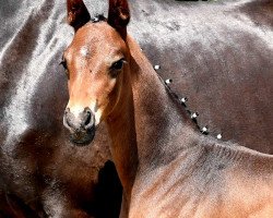 dressage horse Salomo (Westphalian, 2021, from Sandro Hit)