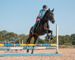 dressage horse Kleene (Rhinelander, 2006, from Royal Angel)