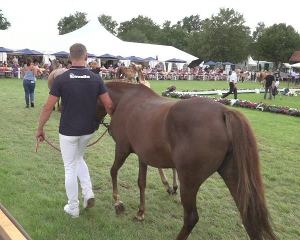 Horse24 Deutsches Fohlenchampionat 2023