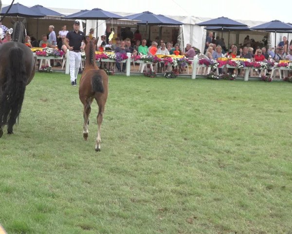 Horse24 Deutsches Fohlenchampionat 2023