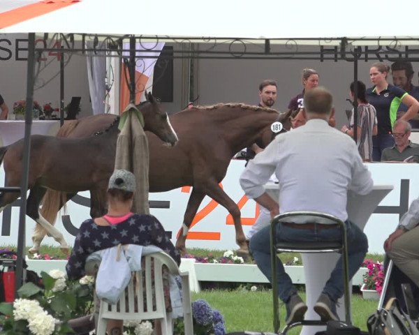 Horse24 Deutsches Fohlenchampionat 2023
