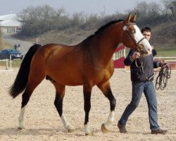 Deckhengst Qrocodile d'Enfer (Luxemburgisches Reitpferd, 2002, von Quidam de Revel)