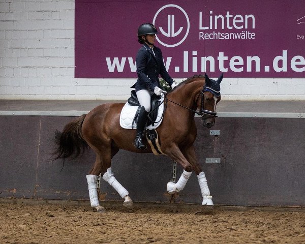 Dressurpferd Perfekt Pocahontas (Deutsches Reitpony, 2017, von Coelenhage's Purple Rain)