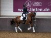 dressage horse Perfekt Pocahontas (German Riding Pony, 2017, from Coelenhage's Purple Rain)