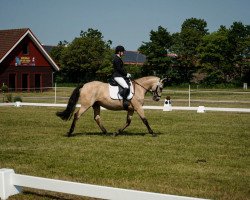 dressage horse Hispanico SH (Pura Raza Espanola (PRE), 2011)