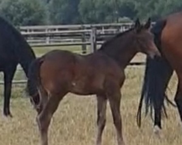 dressage horse Eshebo (Westphalian, 2023, from Escanto PS OLD)