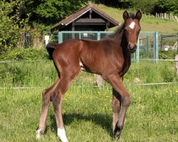 Springpferd Hidalgo Boy (Westfale, 2023, von Highland White)