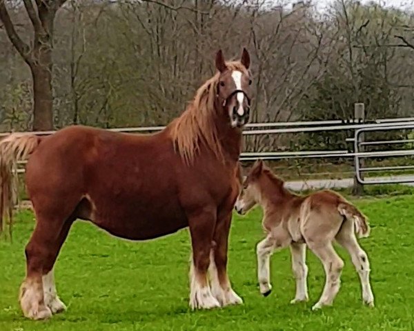 broodmare Finja (Schleswig Heavy Draft, 2011, from Valentin-Herkules)