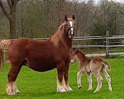 broodmare Finja (Schleswig Heavy Draft, 2011, from Valentin-Herkules)