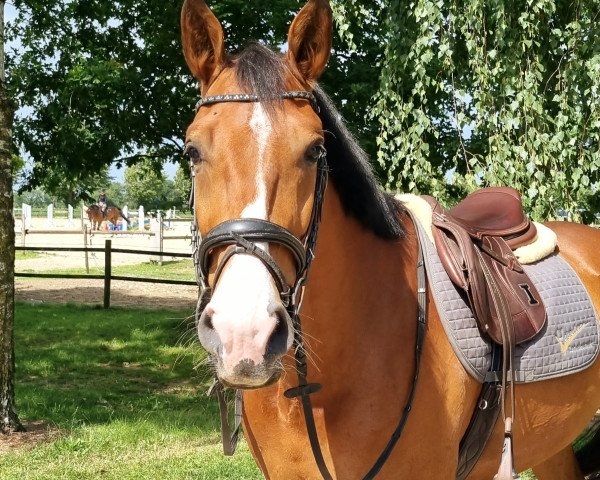 jumper Askoli 3 (German Sport Horse, 2019, from Askari)