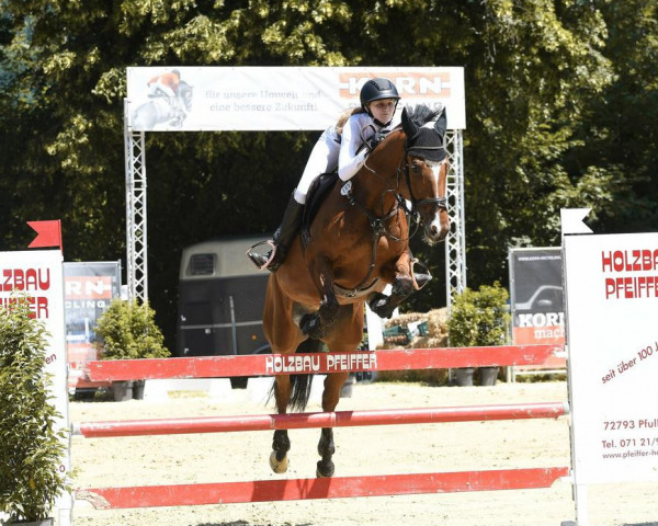 jumper Kandillio D (German Sport Horse, 2015, from Kannan)