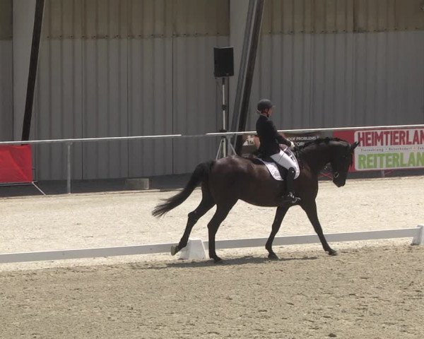 Reitturnier Ehningen 2023