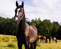 Springpferd Hickstead’s Daily Pleasure (Westfale, 2022, von Hickstead White)