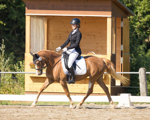 dressage horse Little Luxus Lady B (German Riding Pony, 2010, from Like Luxus)