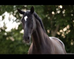 dressage horse Rosalie 184 (Hanoverian, 2007, from Rotspon)