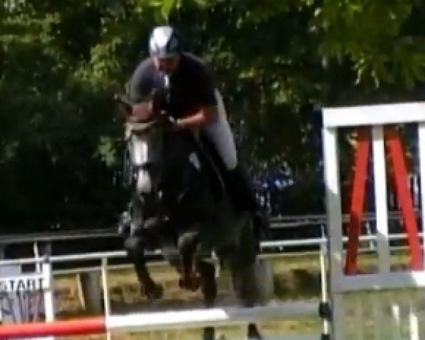 Pferd Ravelli FF (Mecklenburger, 2007, von Rathenow)