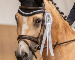 Springpferd Cutie pie' (Deutsches Reitpony, 2017, von Klepholms Ikarios)