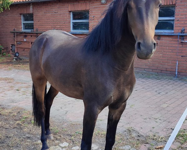 broodmare Samantha Z (German Riding Pony,  , from Kent Nagano WE)