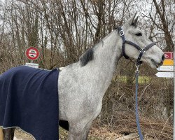 broodmare Cornet's Chenoa (Holsteiner, 2017, from Cornet Obolensky)