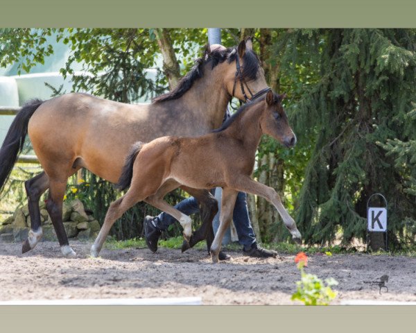 dressage horse GS Finesse (German Riding Pony, 2023, from Cosmopolitan NRW)