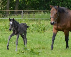 broodmare Cecilie 10 (Holsteiner, 2010, from Cardenio)