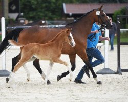 jumper Stute von Ogano Sitte / Balou du Rouet (Westphalian, 2023, from Ogano Sitte)