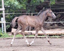 jumper Princess la Bonita (German Warmblood, 2023, from For Planet)