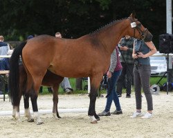 broodmare Chakaluka (Westphalian, 2018, from Comme il Faut)