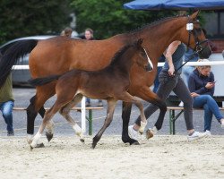 jumper Hengst von Forlee / Comme il faut NRW (Westphalian, 2023, from Forlee)