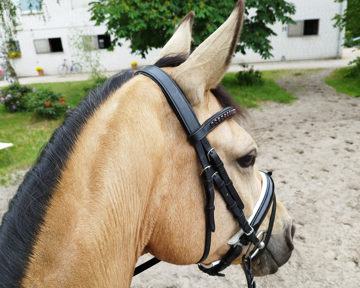 broodmare Queeny Moralez (Rhinelander, 2018, from Qaside Md)