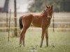 dressage horse Cosma Rose (German Riding Pony, 2023, from Cassini)