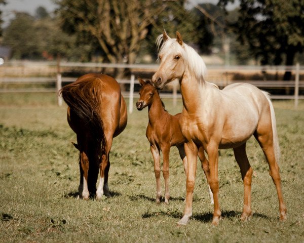 dressage horse Calido (German Riding Pony, 2022, from Cassini)