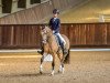 dressage horse Zoom Effect GS (German Riding Pony, 2017, from Nilantshoeve's Zippo)