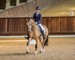 dressage horse Zoom Effect GS (German Riding Pony, 2017, from Nilantshoeve's Zippo)