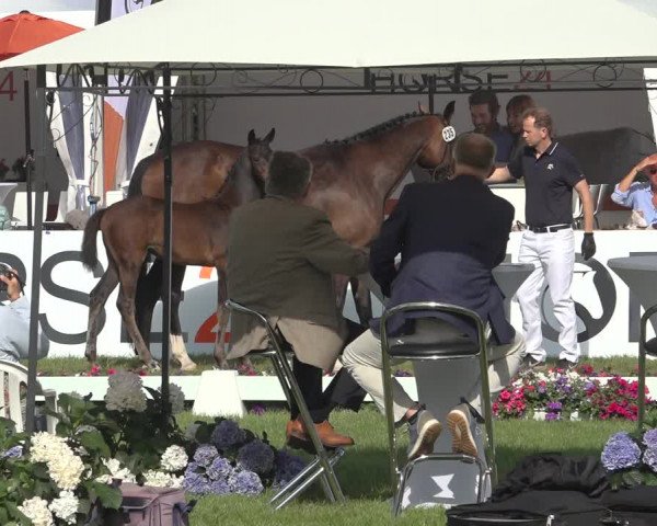 Horse24 Deutsches Fohlenchampionat 2023