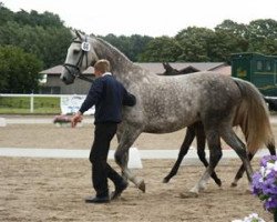 broodmare Avela FF (Mecklenburg, 2001, from Azarro (Aachen))