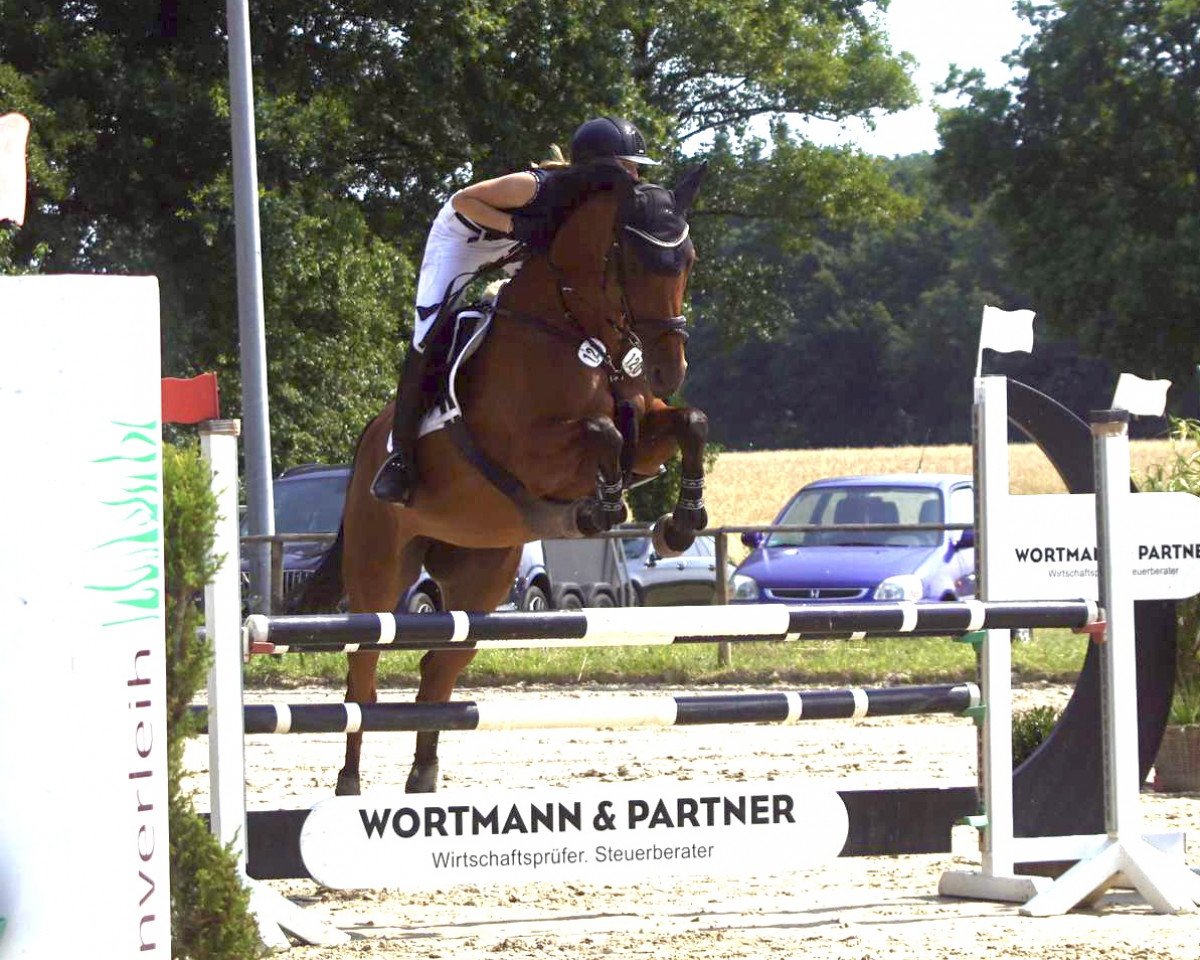 Springpferd Carla Kolumna 6 (Holsteiner, 2012, von Clearway)