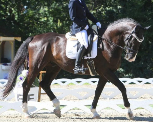 Dressurpferd Heartbreaker 8 (Österreichisches Warmblut, 2006, von Herzruf)