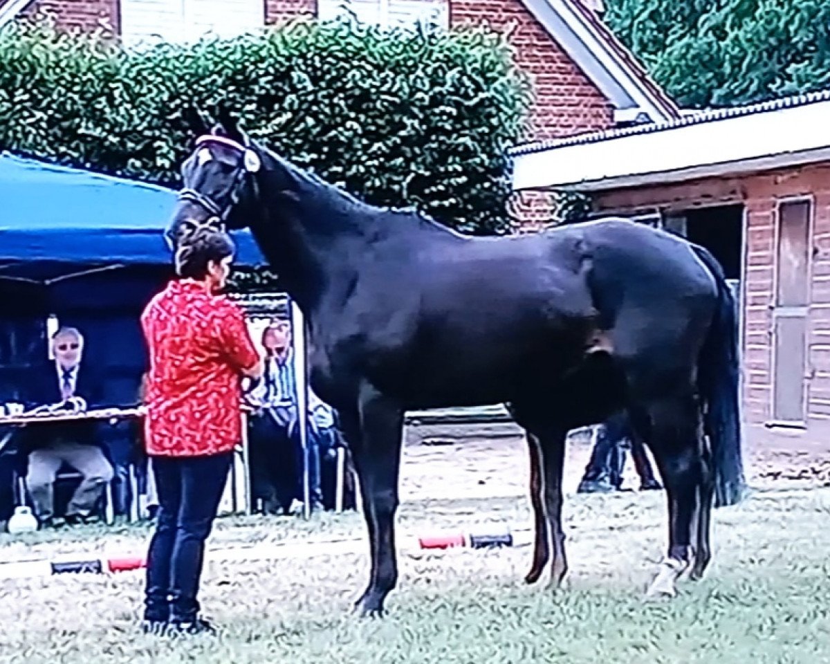 broodmare Osterblume 08 (Oldenburg, 2004, from Orsetto xx)