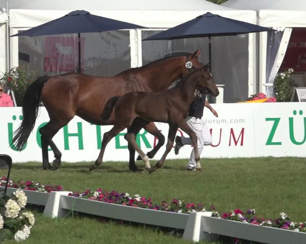 Horse24 Deutsches Fohlenchampionat 2023
