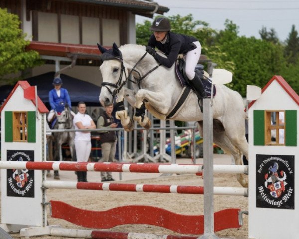 jumper Collin S 4 (Oldenburg show jumper, 2017, from Colestus)