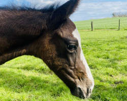 horse Stute von Colman / Clearway (Holsteiner, 2023, from Colman)