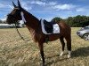 dressage horse Blütenfest (German Sport Horse, 2017, from Callaho's Benicio)