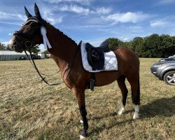 dressage horse Blütenfest (Deutsches Sportpferd, 2017, from Callaho's Benicio)