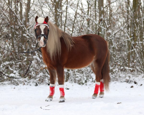 Dressurpferd Yakari (American Classic Shetl. Pony, 2007)