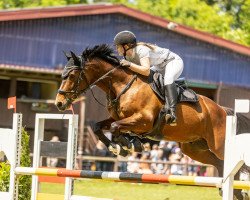 jumper Magnus Maximus (Deutsches Sportpferd, 2015, from Marius Claudius)